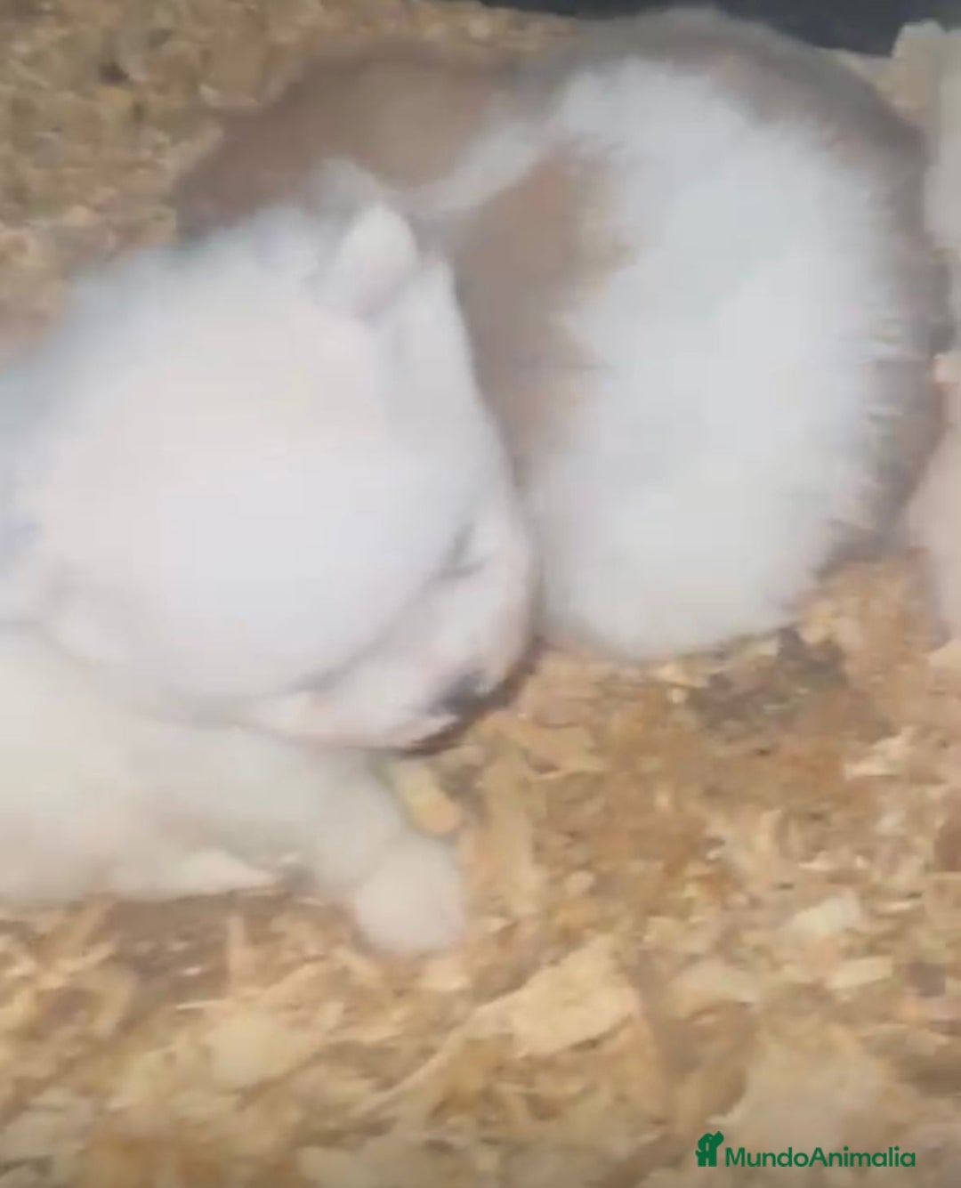 Pomerania perros en venta: Lulu pomerania toy  - Anuncio 3