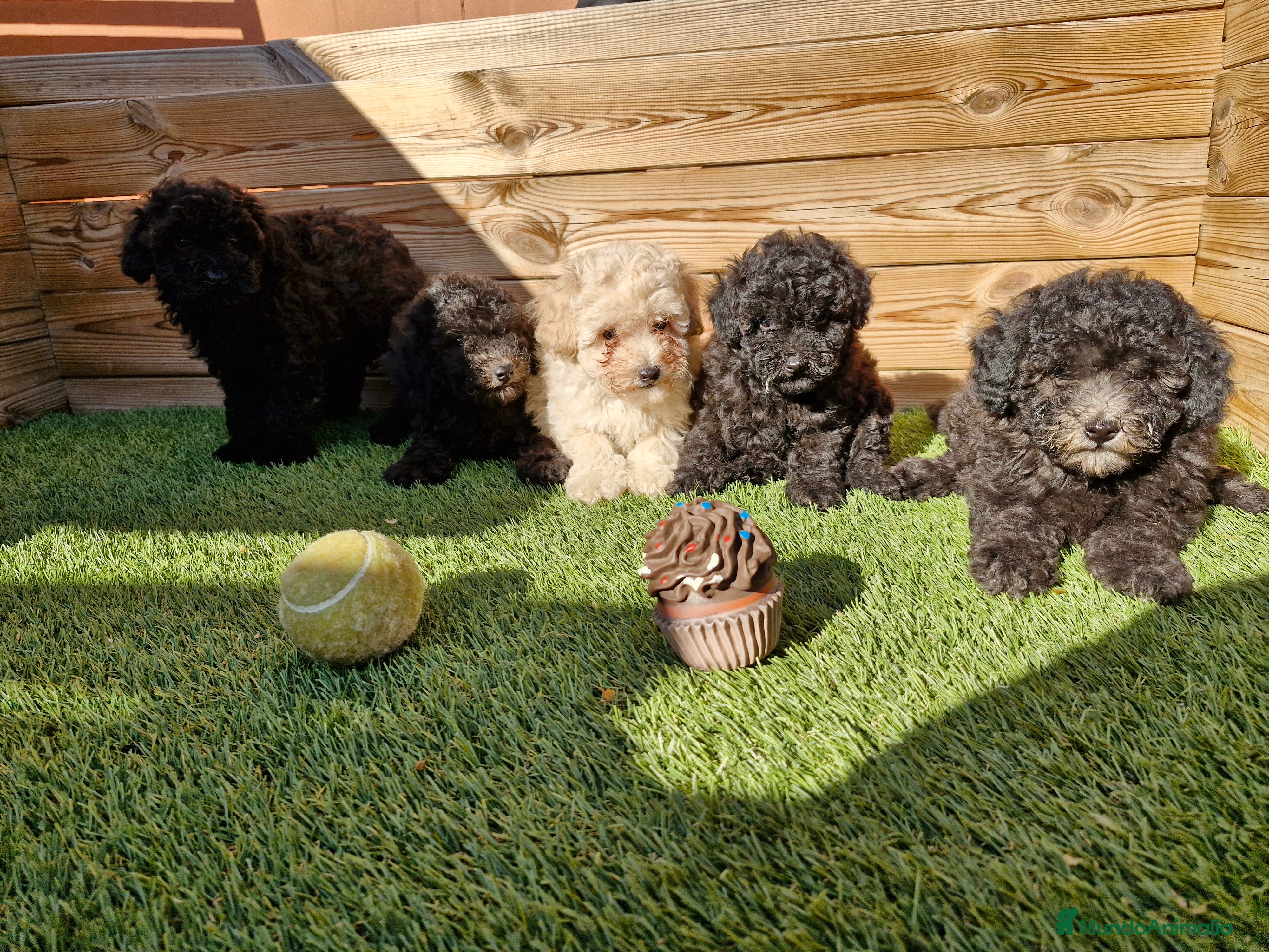 Caniche Toy perros CANICHES  en Barcelona - Anuncio 2