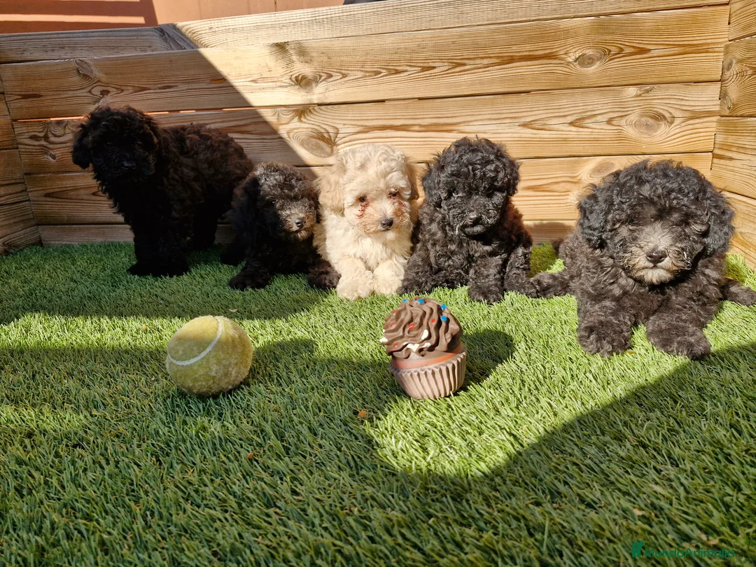 Caniche Toy perros en venta: CANICHES  en Barcelona - Anuncio 2