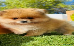 Pomerania perros en venta: POMERANIA MACHO - Imagen 6