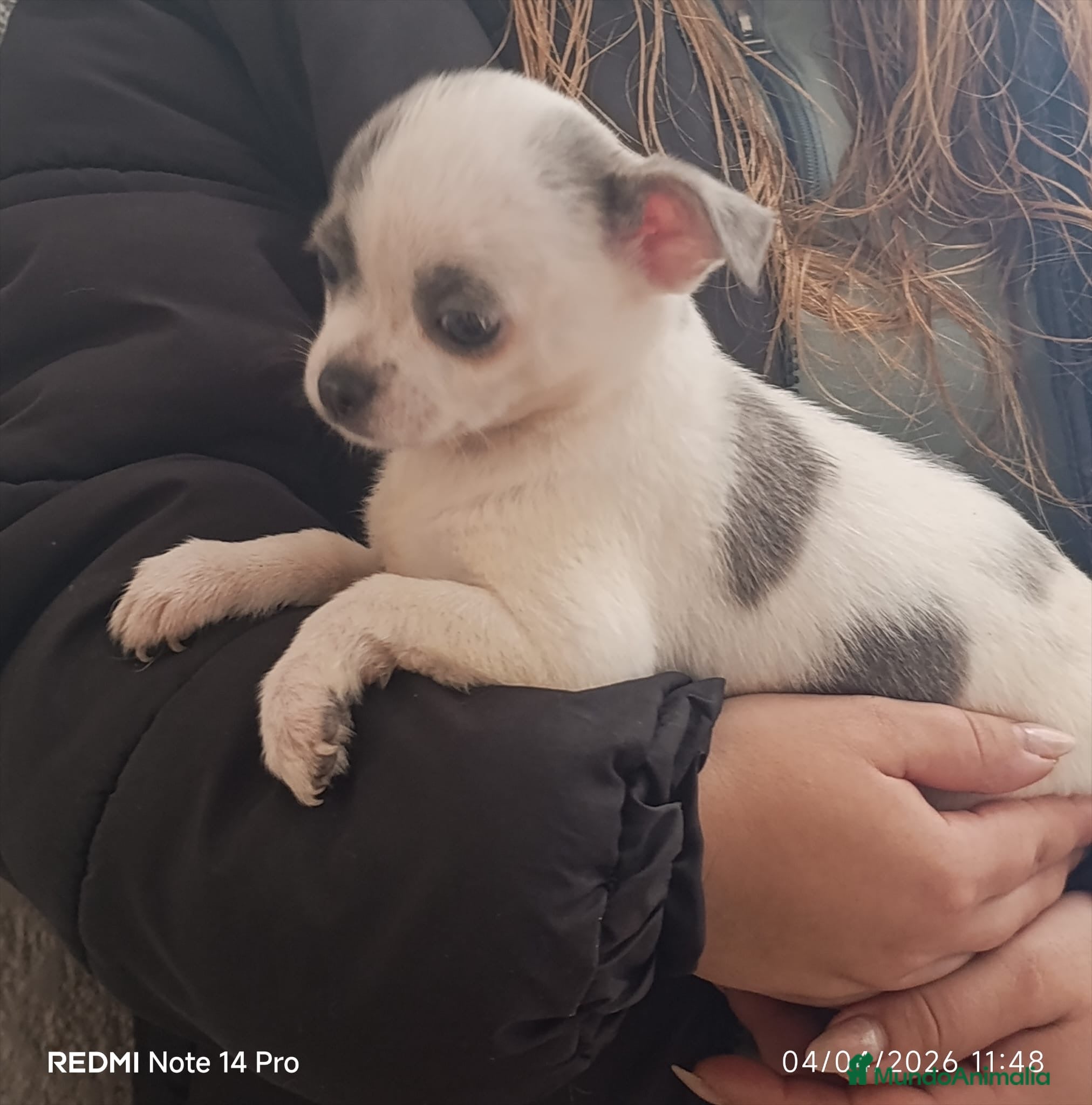 Chihuahua perros Chihuaha hembra  - Anuncio 1