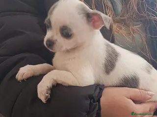 Chihuahua perros Chihuaha hembra - Anuncio 1