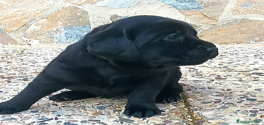 Imagen de galería {{count}}