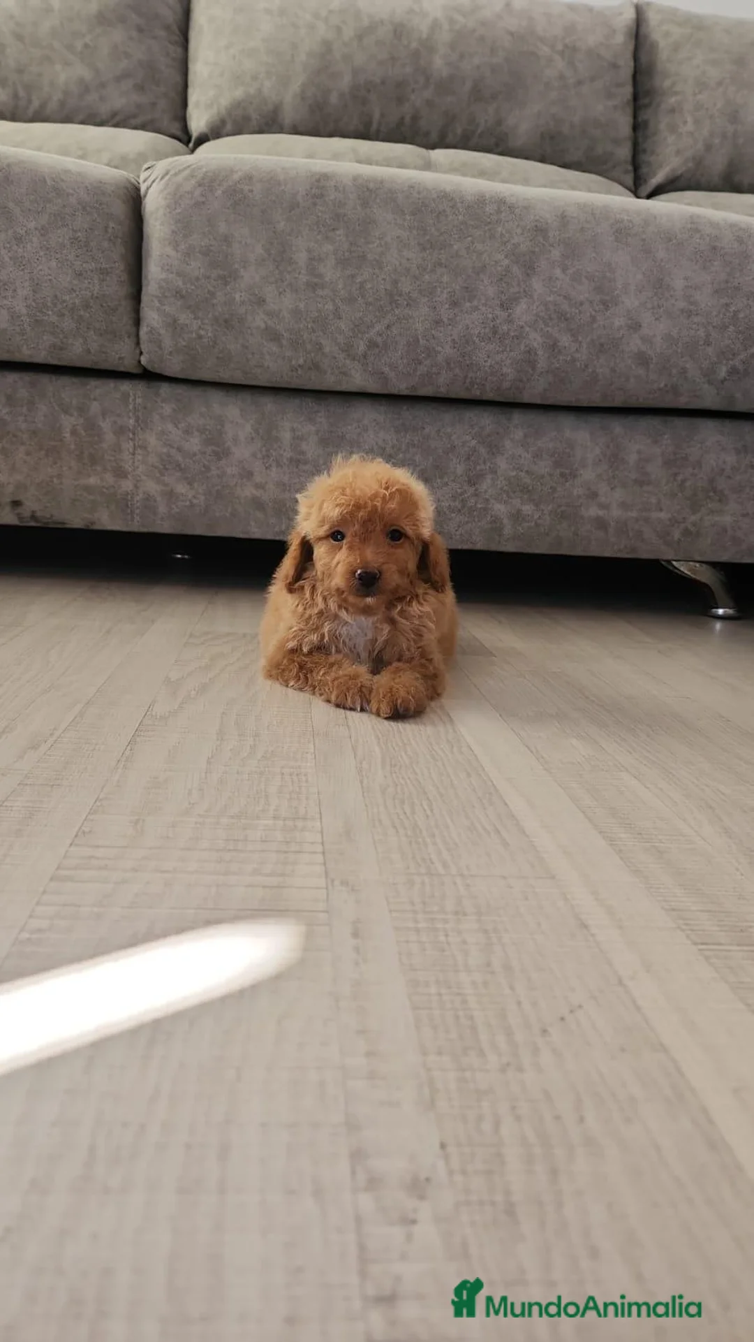 Caniche Toy perros en venta: CANICHE TOY MACHOS  - Anuncio 2