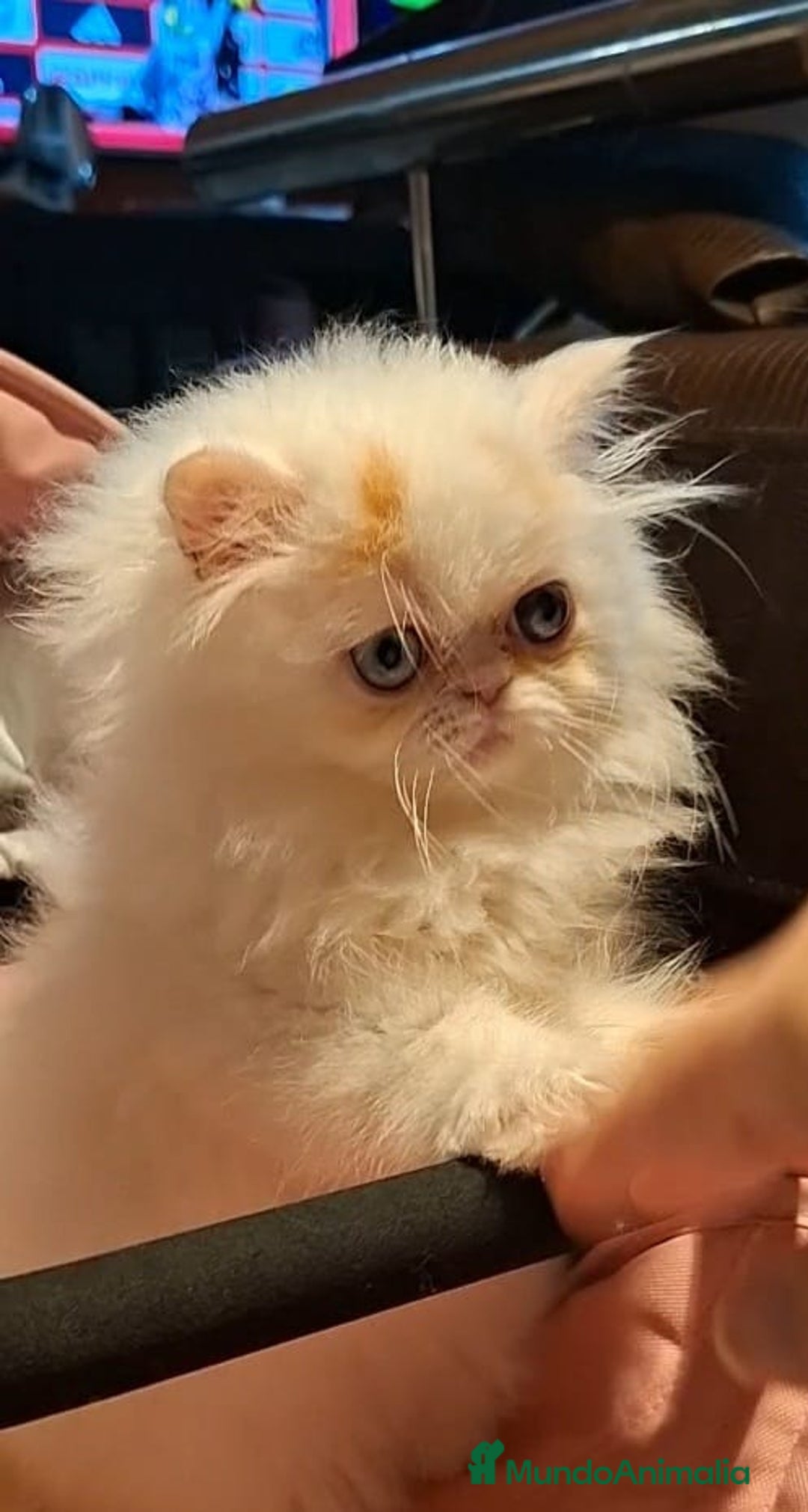 Persa gatos en venta: Precioso Gato Persa  - Anuncio 3