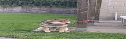 Shiba Inu perros en venta: SHIBA INU EN PONTEVEDRA - Anuncio 2