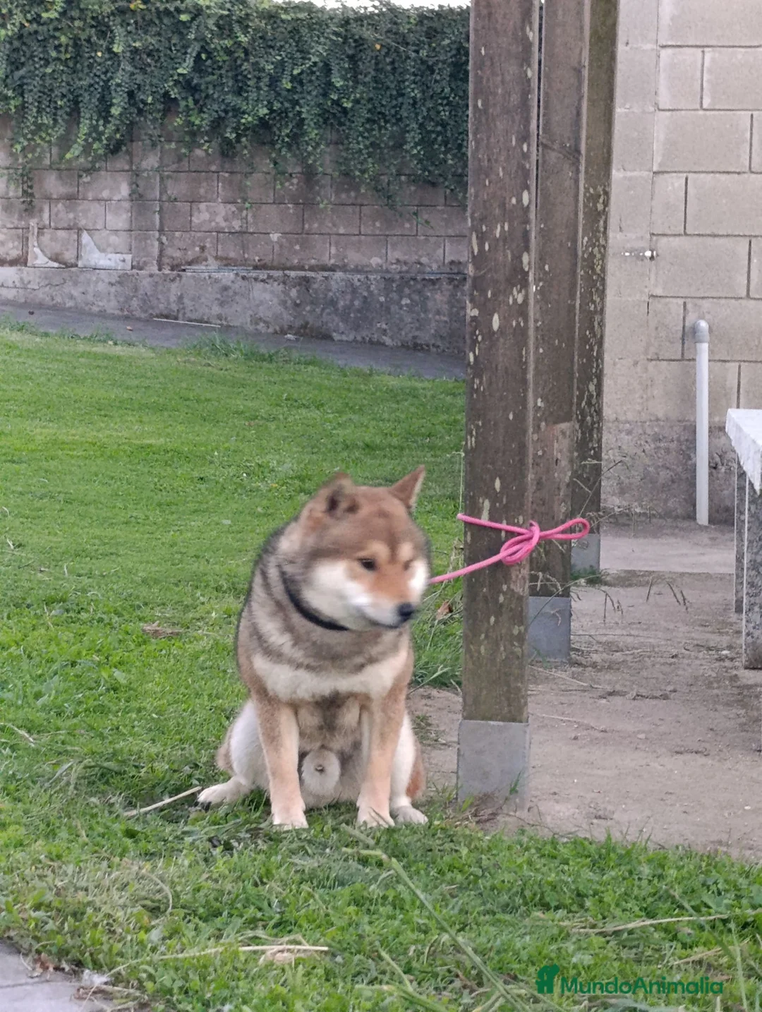 Shiba Inu perros en venta: SHIBA INU EN PONTEVEDRA - Anuncio 2