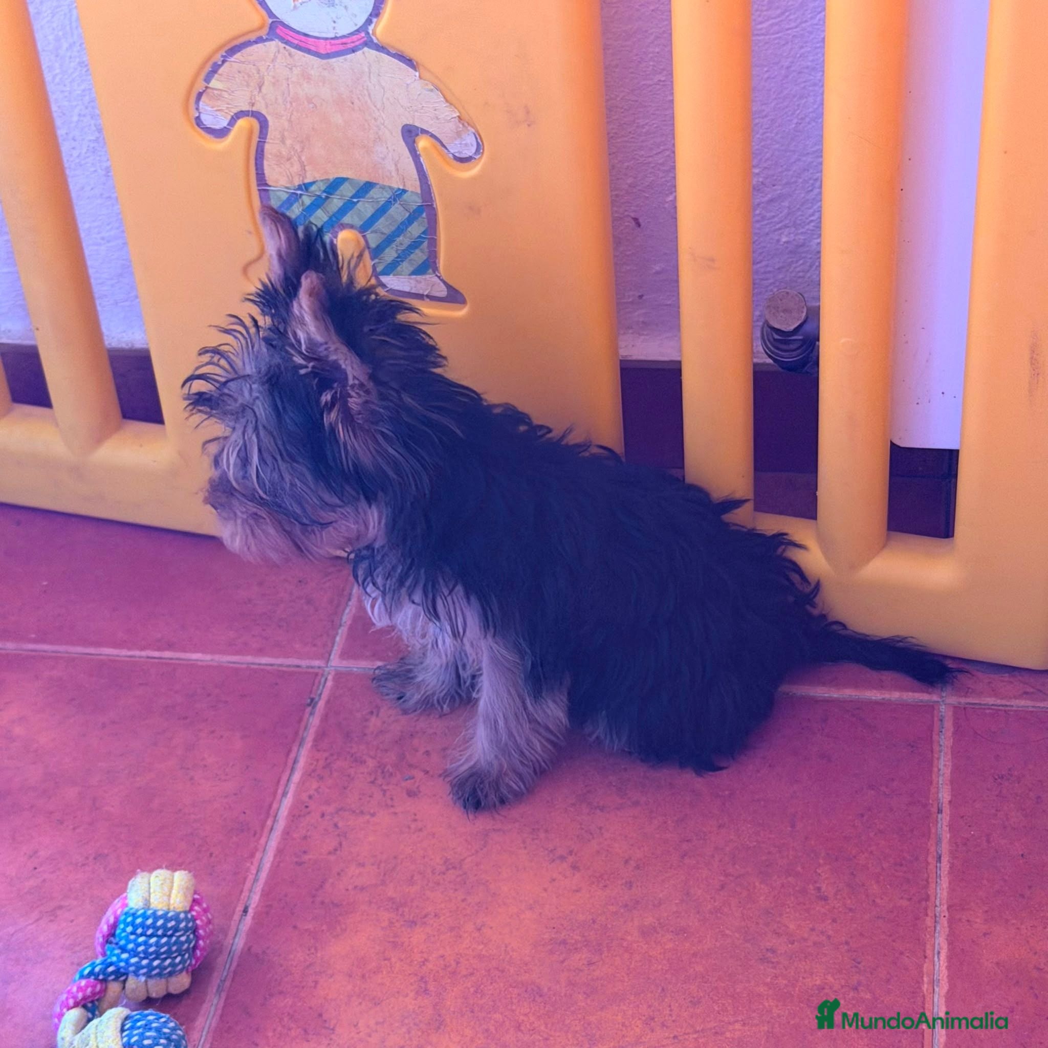 Yorkshire Terrier perros Yorkshire toy hembra  - Anuncio 1