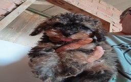 Caniche Toy perros en venta: CANICHE TOY HEMBRA Y MACHO  - Imagen 3
