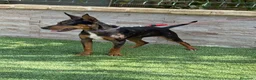 Gos Rater Valencià perros en venta: Cachorra ratonera valenciana merle  - Anuncio 3