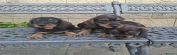 Teckel perros en venta: Teckel Standard Pelo Duro  - Anuncio 5