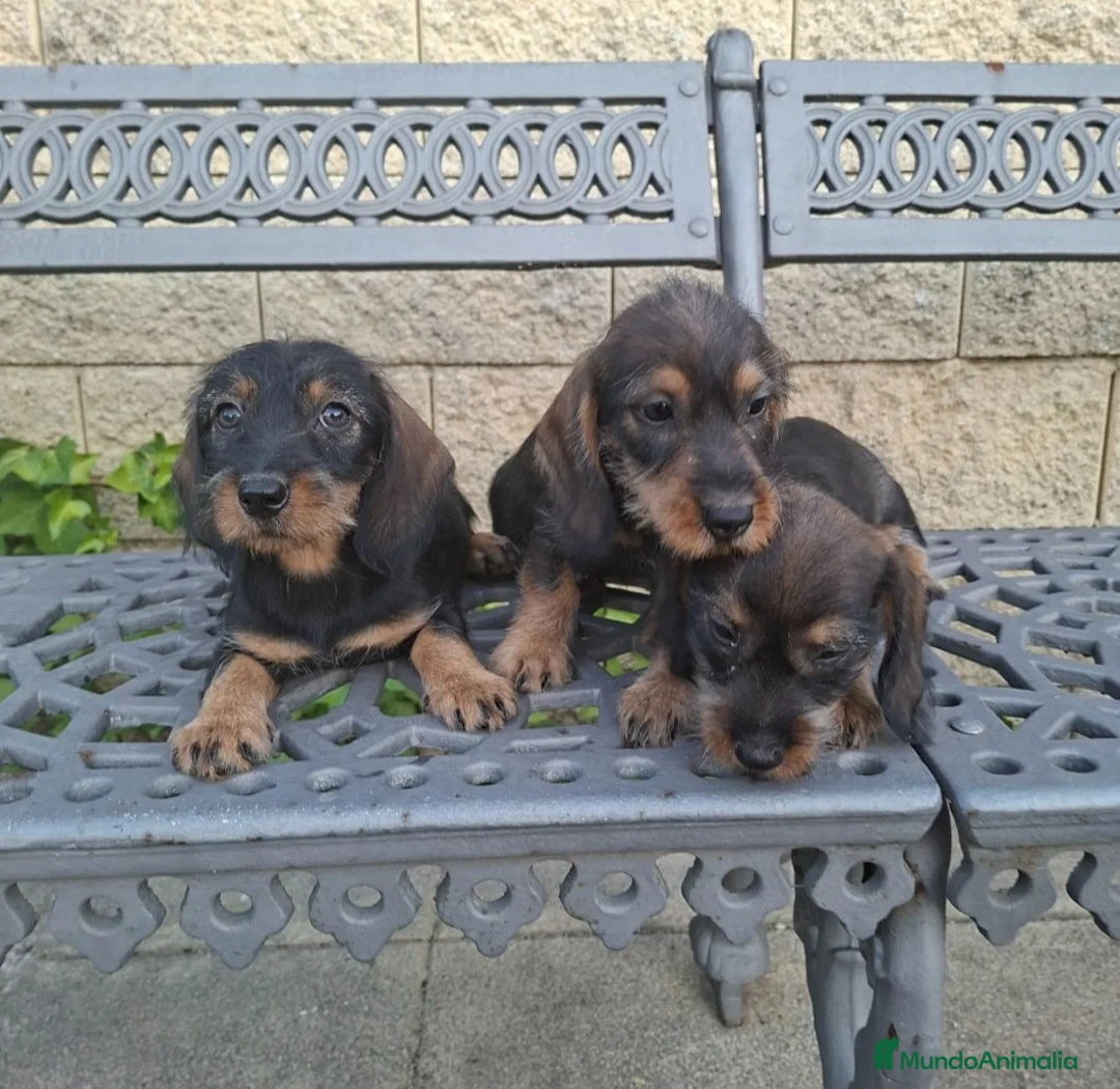 Teckel perros en venta: Teckel Standard Pelo Duro  - Anuncio 5