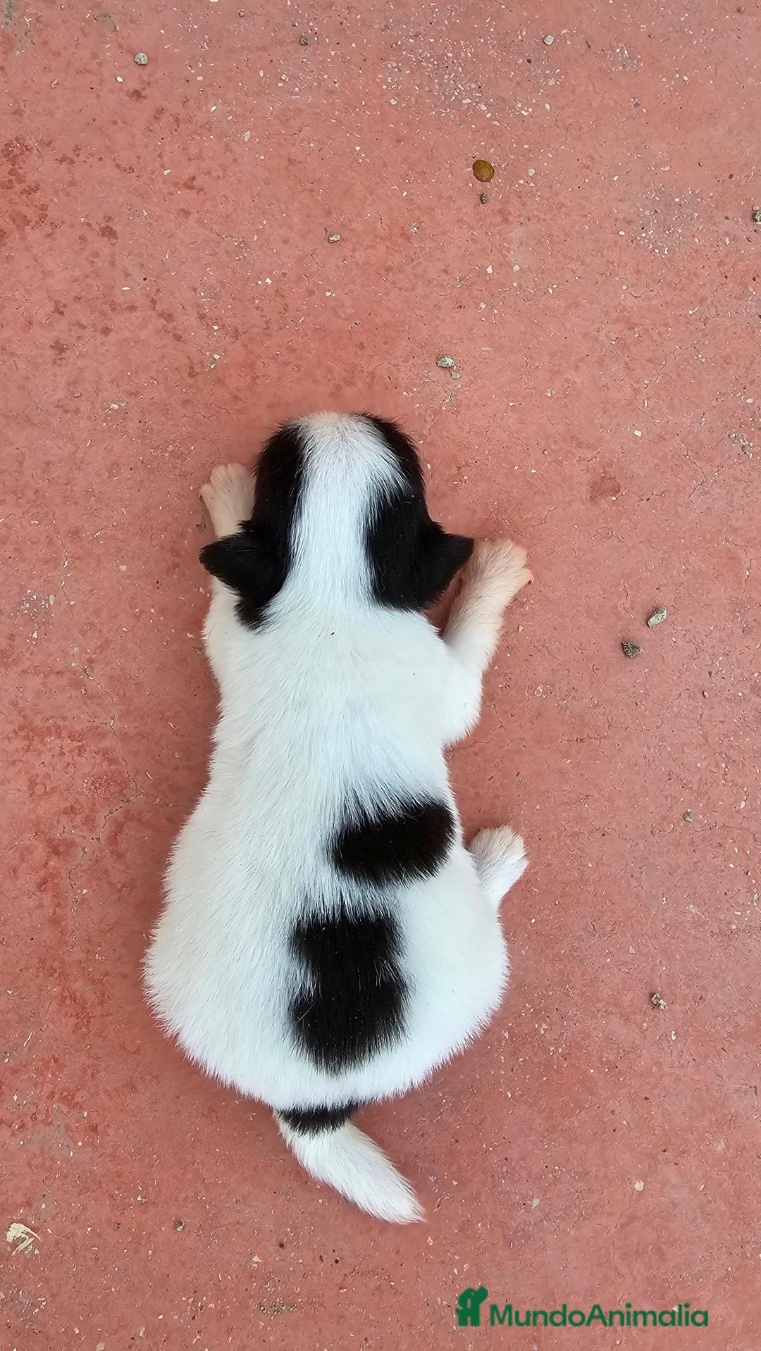 Chihuahua perros en venta: Preciosos chihuahuitos - Imagen 7