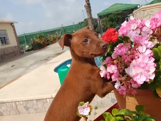 Pinscher Miniatura perros Último mini pinscher rojo disponible 🐾🐶 - Anuncio 1