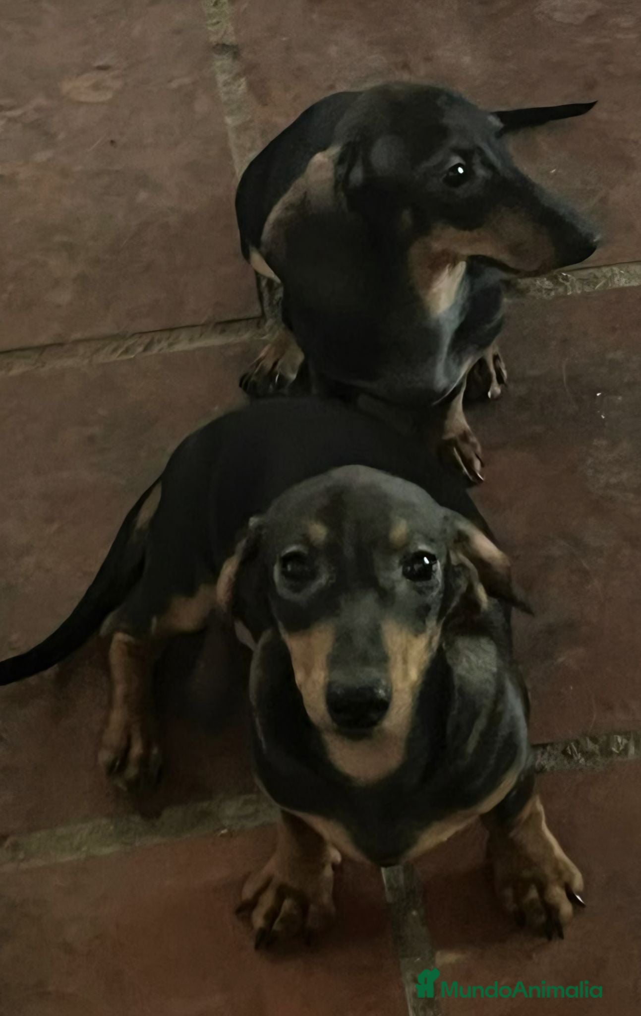 Teckel Miniatura perros Teckel kaninchen  - Anuncio 2