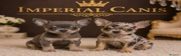 Chihuahua perros en venta: CHIHUAHUA PELO CORTO - PELO LARGO - Anuncio 1