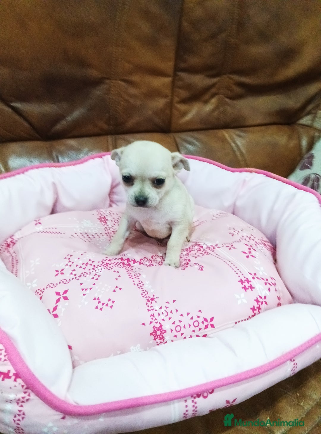 Chihuahua perros en venta: Chihuahua toy - Anuncio 8