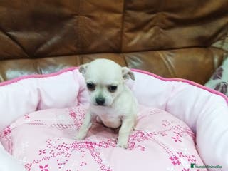 Chihuahua perros Chihuahua toy - Anuncio 38