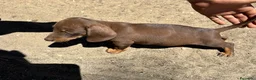 Teckel perros en venta: Teckel Kannichen de Calidad  - Anuncio 10
