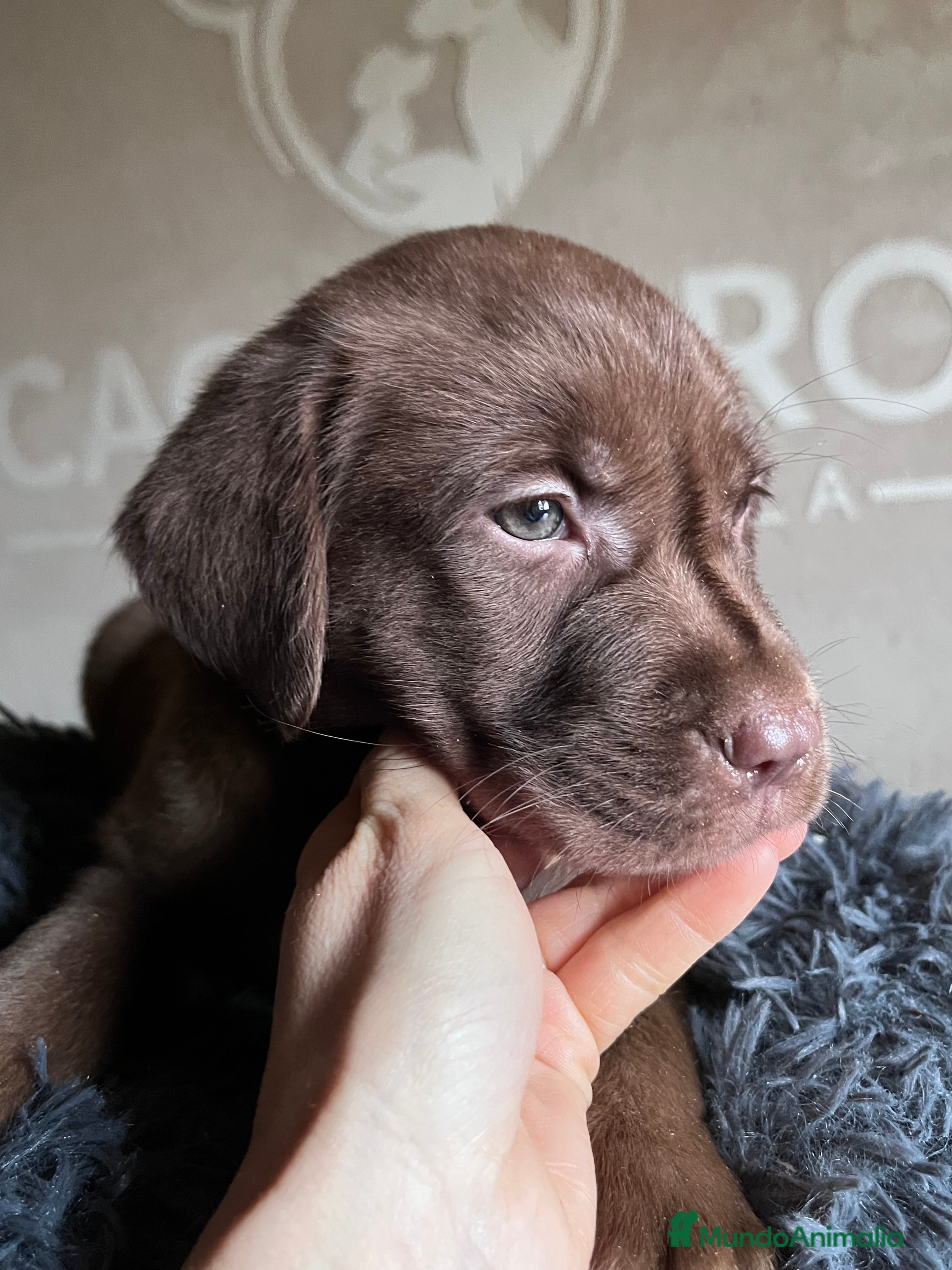 Labrador Retriever perros Labradores chocolate  - Anuncio 1