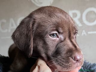 Labrador Retriever perros Labradores chocolate - Anuncio 1
