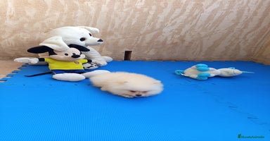 Pomerania perros - Propaganda 5