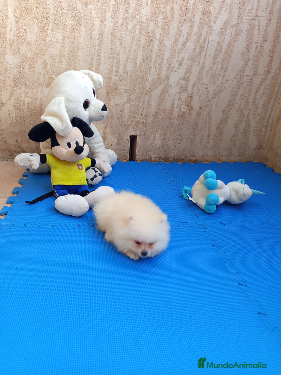 Pomerania perros en venta: Espectacular cachorro de pomerania mini - Imagen 2