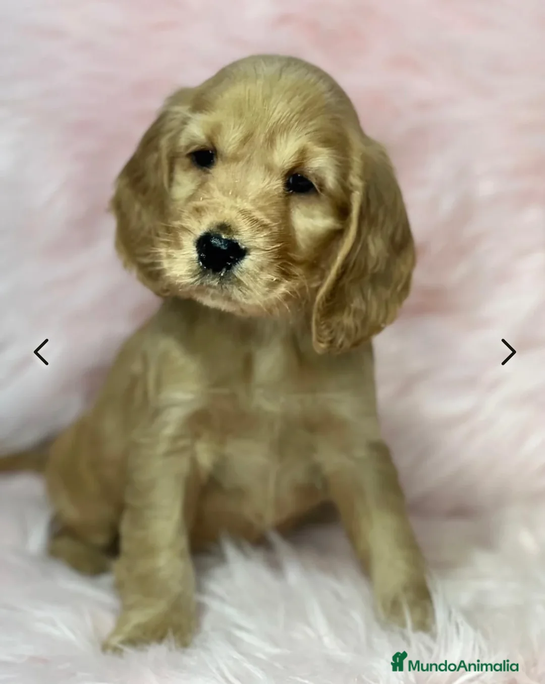 Cocker Spaniel Inglés perros en venta: COCKER SPANIEL INGLÉS HEMBRA DISPONIBLE en Barcelona - Anuncio 3