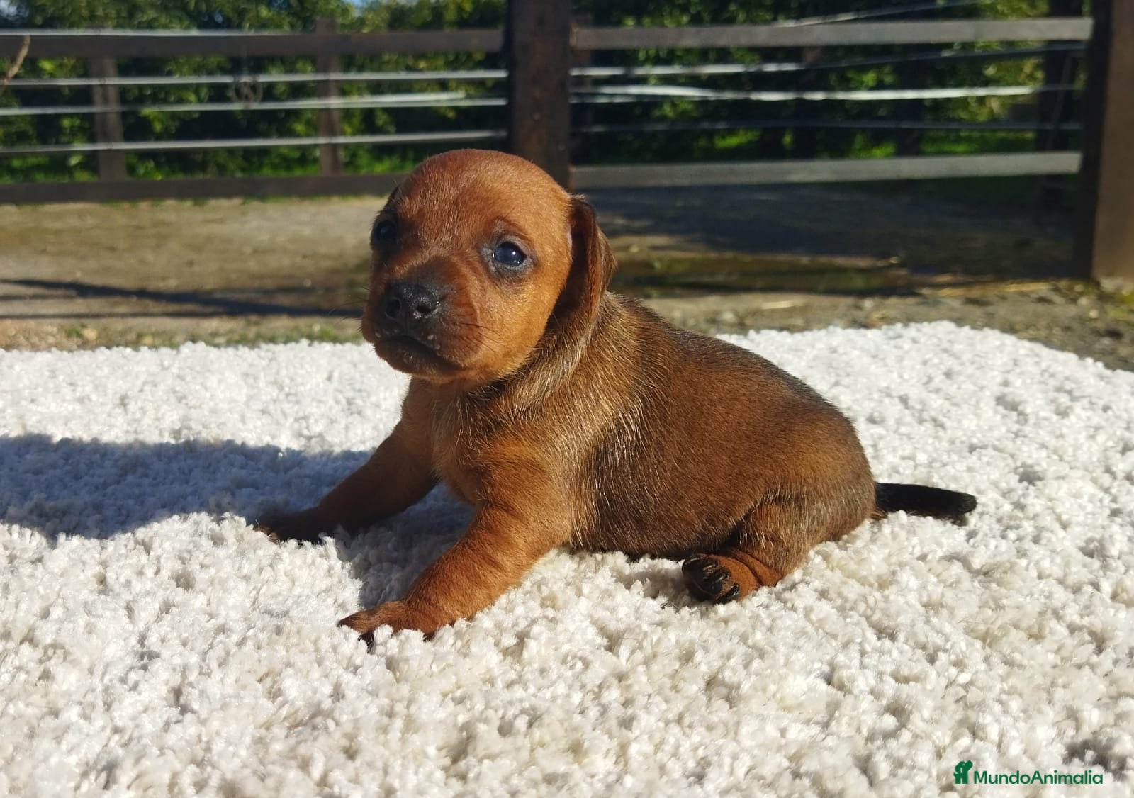 Pinscher Miniatura perros Mini pinscher varios colores  - Anuncio 2