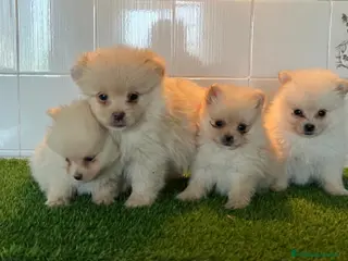Pomerania perros Pomerania - Anuncio 1