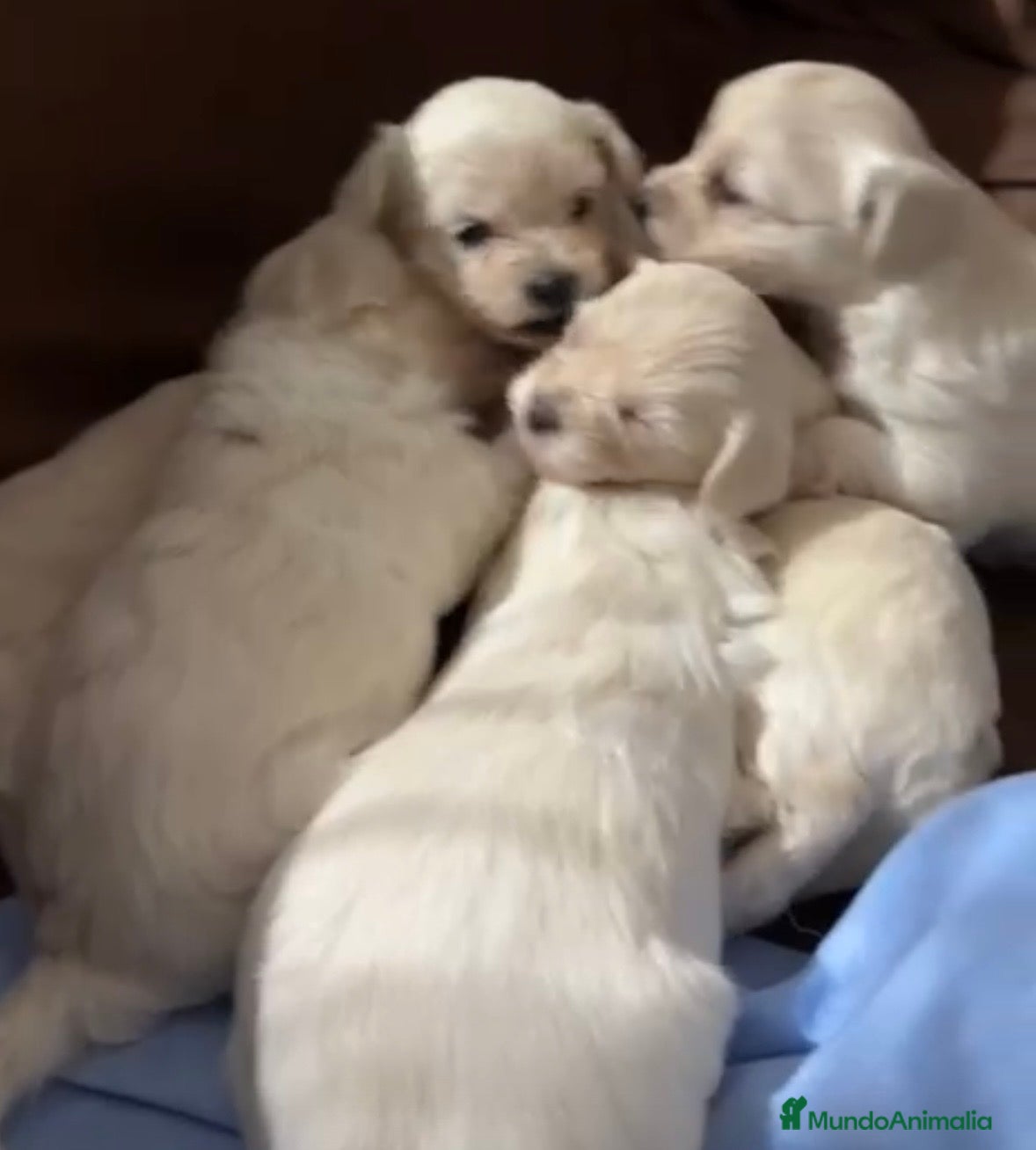 Bichón Maltés perros Espectacular camada de bichon maltés - Anuncio 1