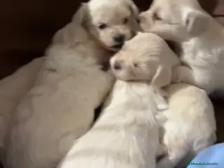Bichón Maltés perros Espectacular camada de bichon maltés - Anuncio 1