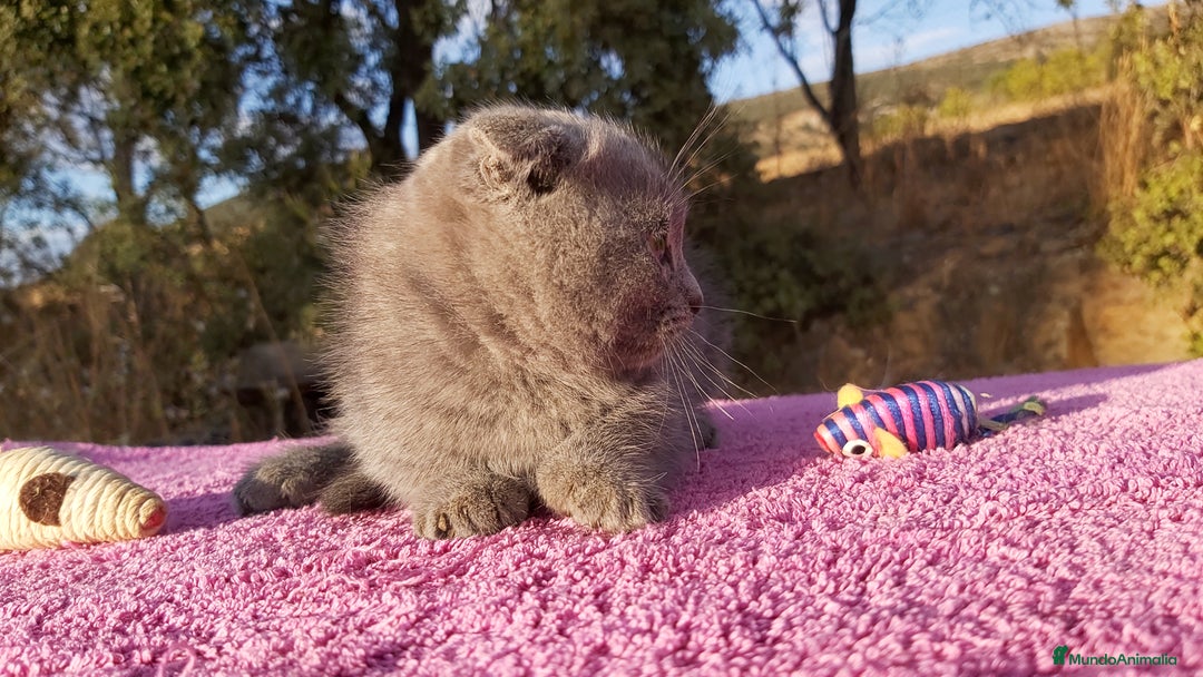Scottish Fold gatos en venta: Gatita Scottish fold  - Imagen 2