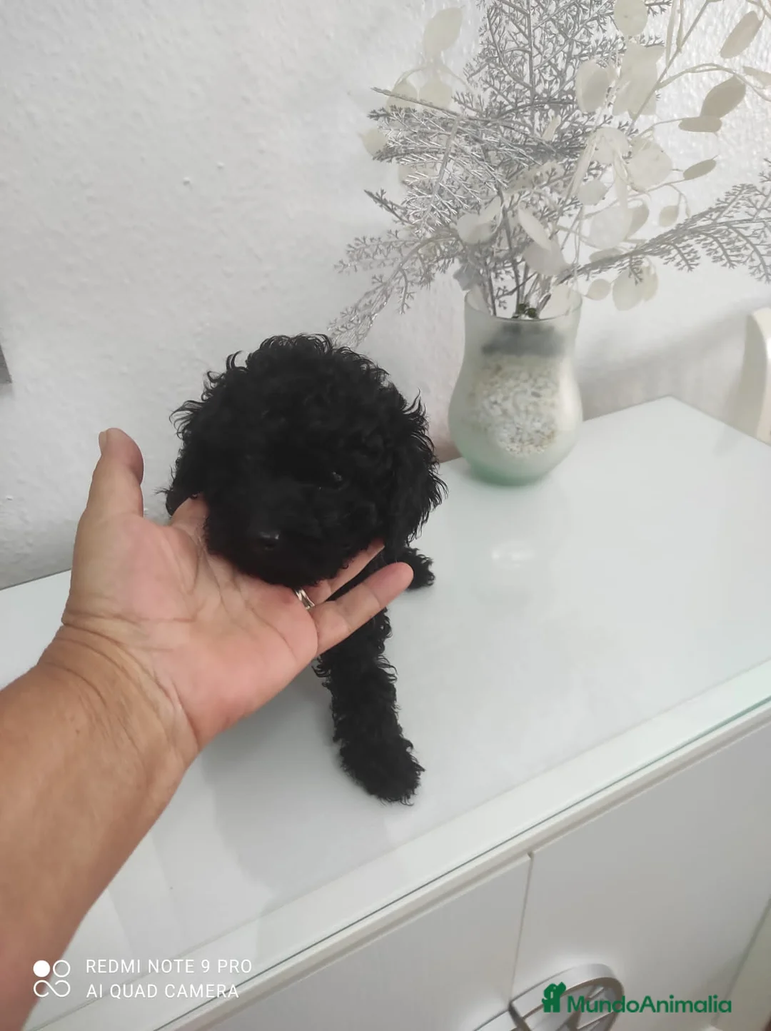 Caniche Toy perros en venta: CANICHES TOYS en Madrid - Anuncio 4