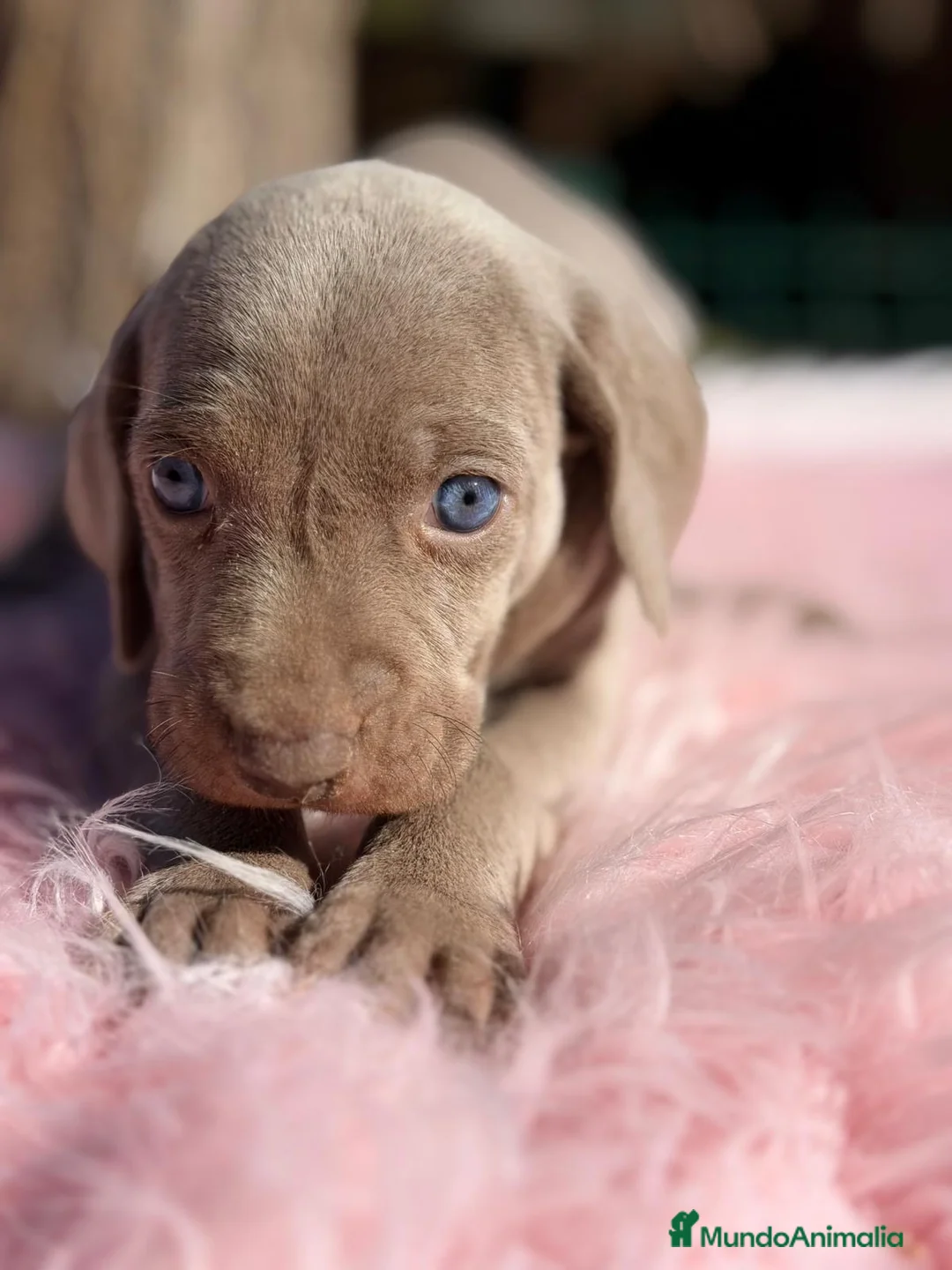 Weimaraner perros en venta: ÚLTIMA HEMBRA WEIMENARER  - Anuncio 1
