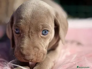 Weimaraner perros ÚLTIMA HEMBRA WEIMENARER - Anuncio 3