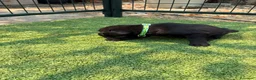 Labrador Retriever perros en venta: LABRADOR - Anuncio 8