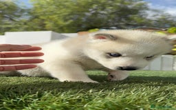 Husky Siberiano perros en venta: HUSKY - Imagen 31