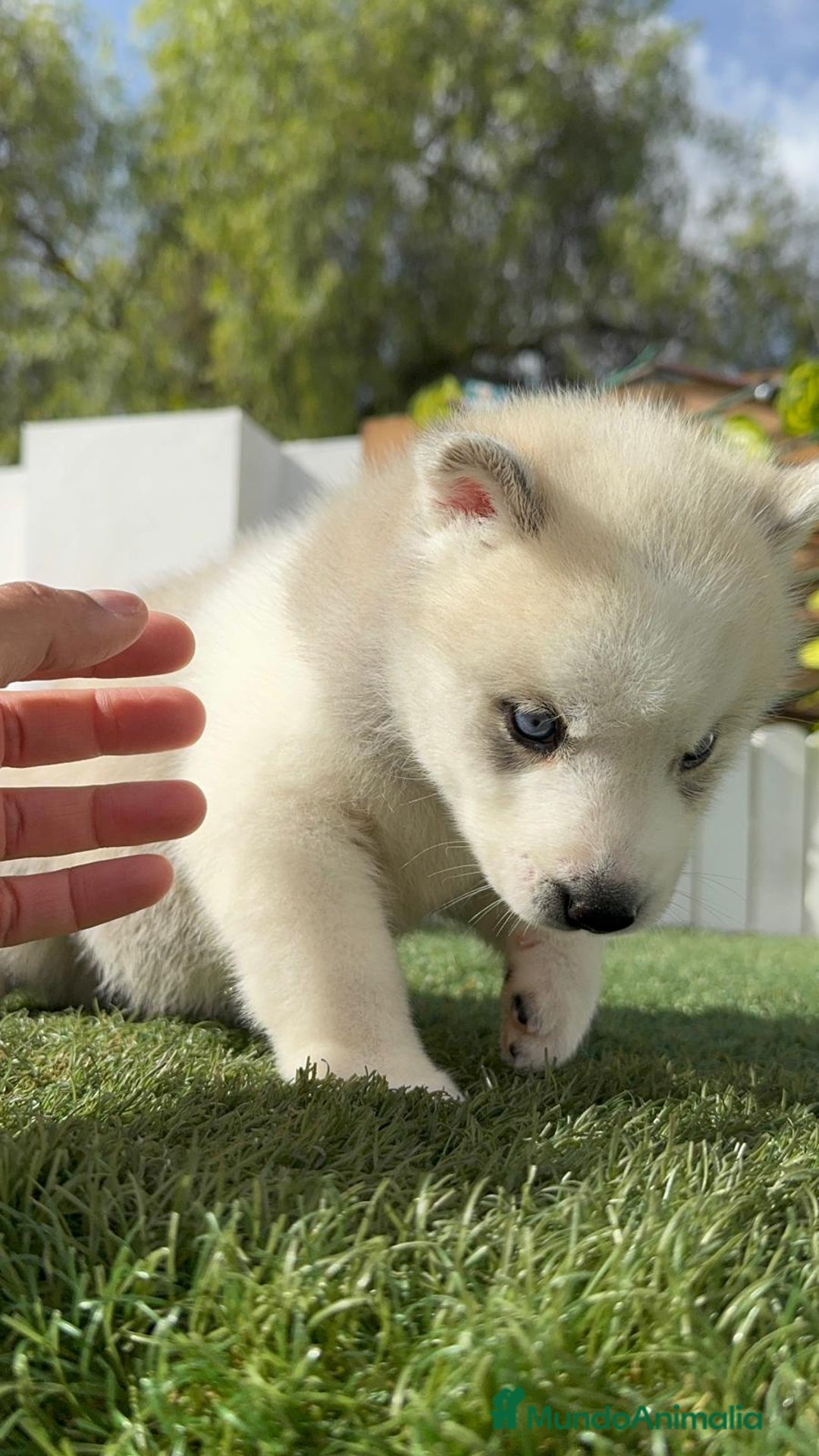 Husky Siberiano perros en venta: HUSKY - Imagen 31