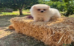 Pomerania perros en venta: Pomerania hembra y macho - Imagen 7
