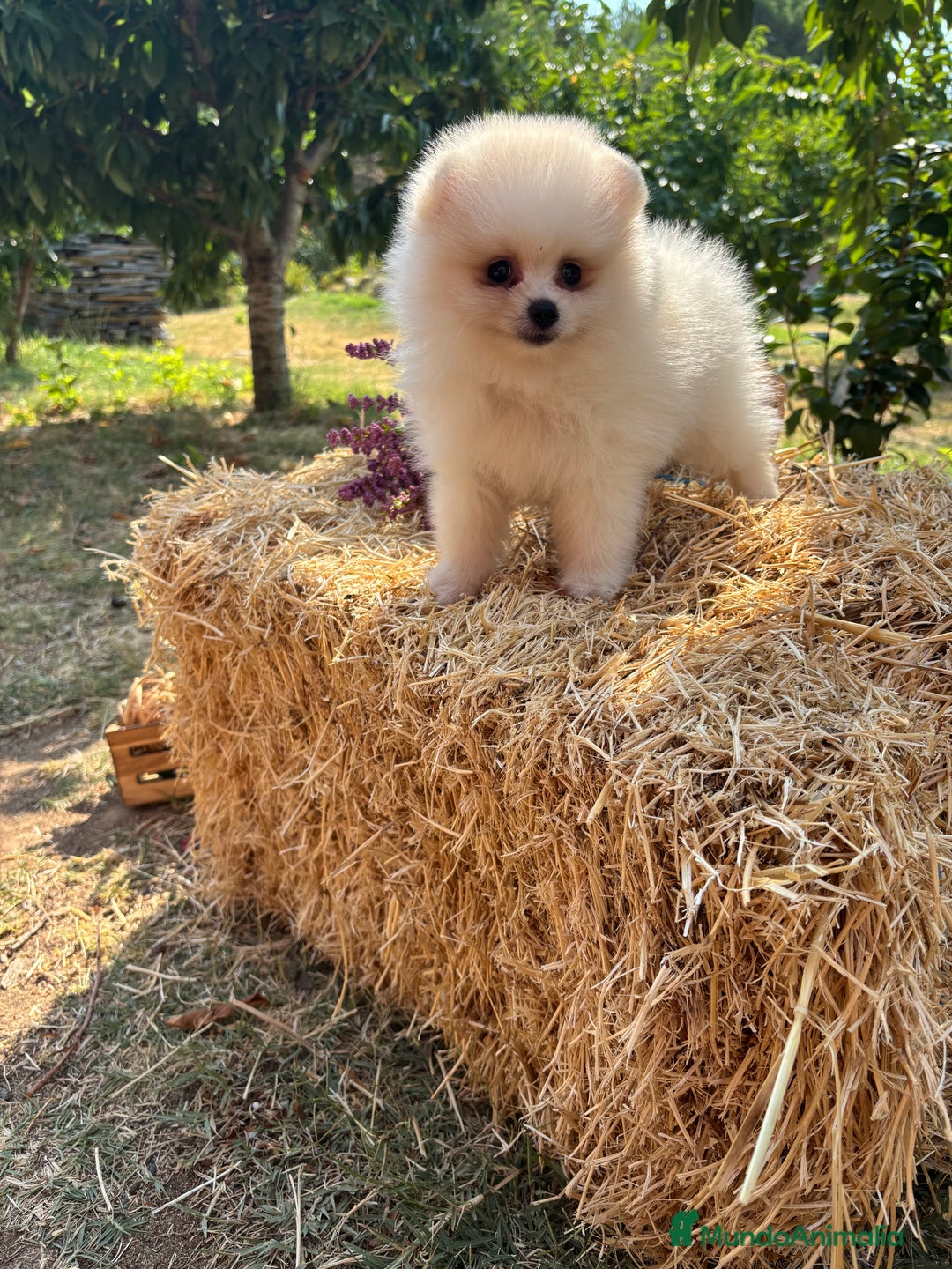Pomerania perros en venta: Pomerania hembra y macho - Imagen 7