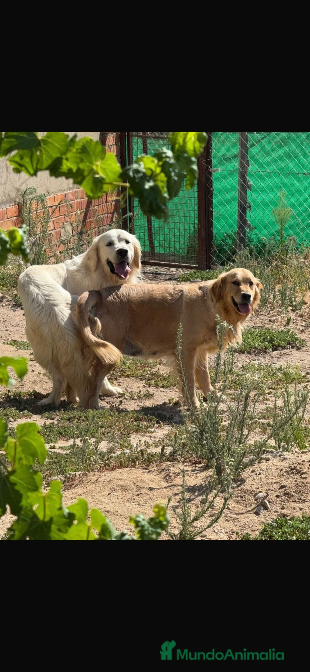 Golden Retriever perros en venta: Golden retriever preciosa camada  - Anuncio 1