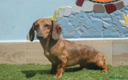 Teckel Miniatura perros en venta: TECKEL MINIATURA ARLEQUÍN  - Imagen 2