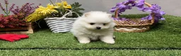 Pomerania perros en venta: Pomerania Hembra muy bonita !!! - Anuncio 7