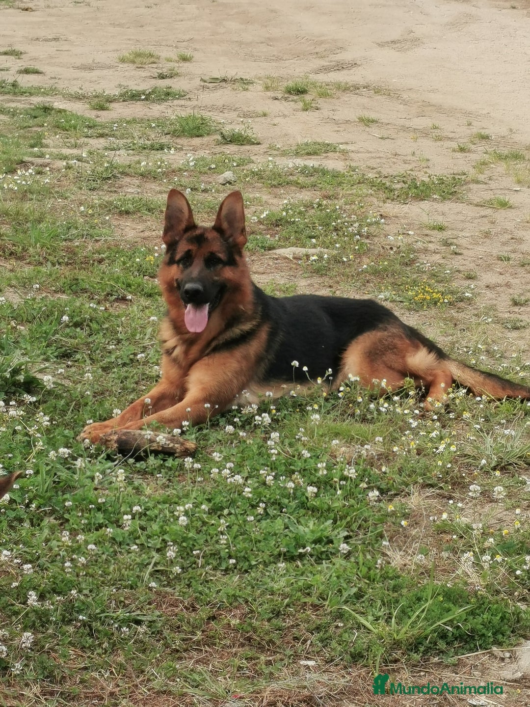 Pastor Alemán perros en venta: CACHORROS PASTOR ALEMÁN  - Anuncio 7