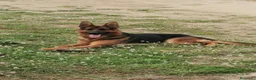 Pastor Alemán perros en venta: CACHORROS PASTOR ALEMÁN  - Anuncio 12