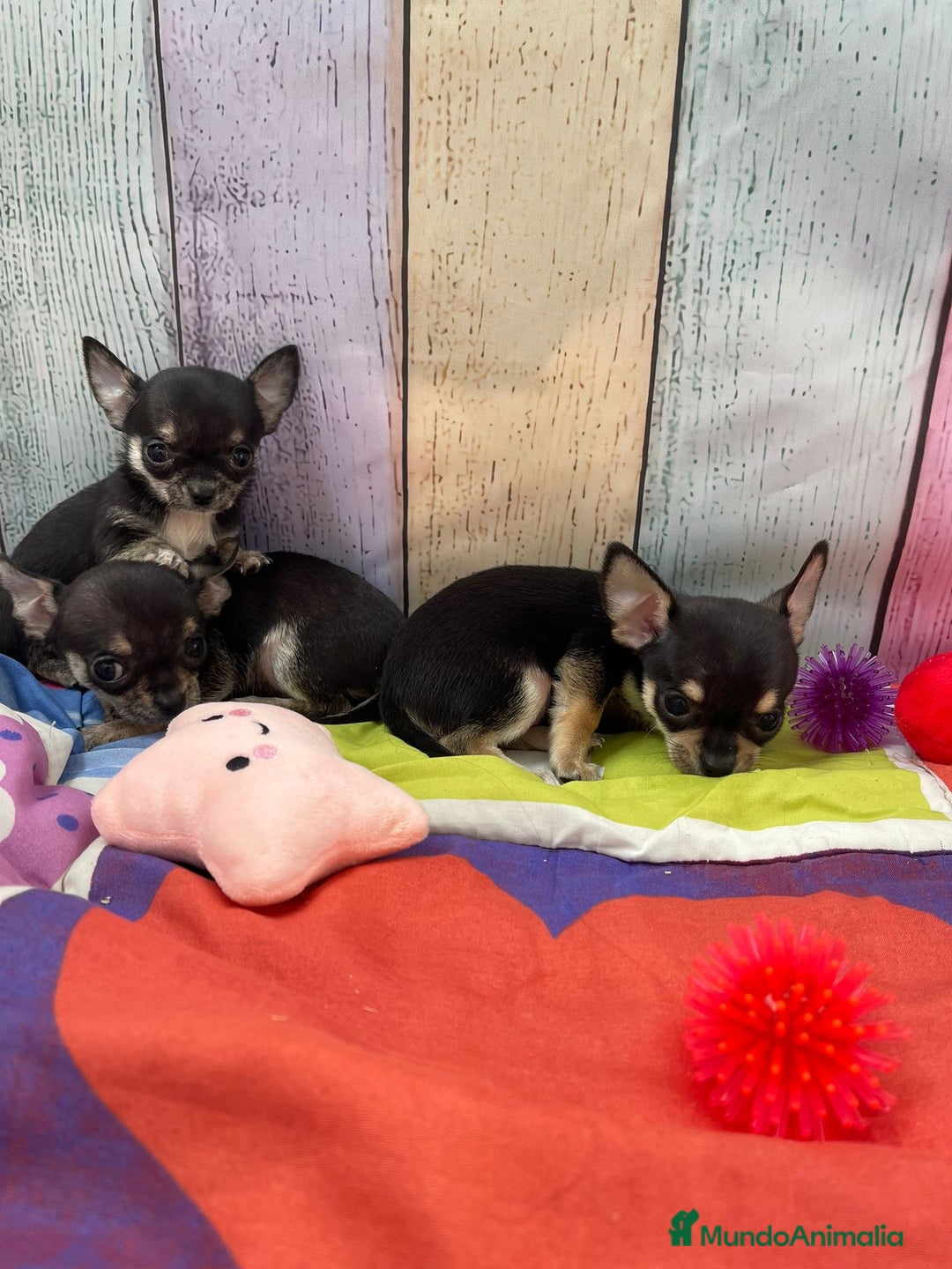 Chihuahua perros en venta: Chihuahua toy - Anuncio 1
