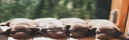 Teckel Miniatura perros en venta: CACHORROS ARLEQUIN CHOCOLATE  - Anuncio 2