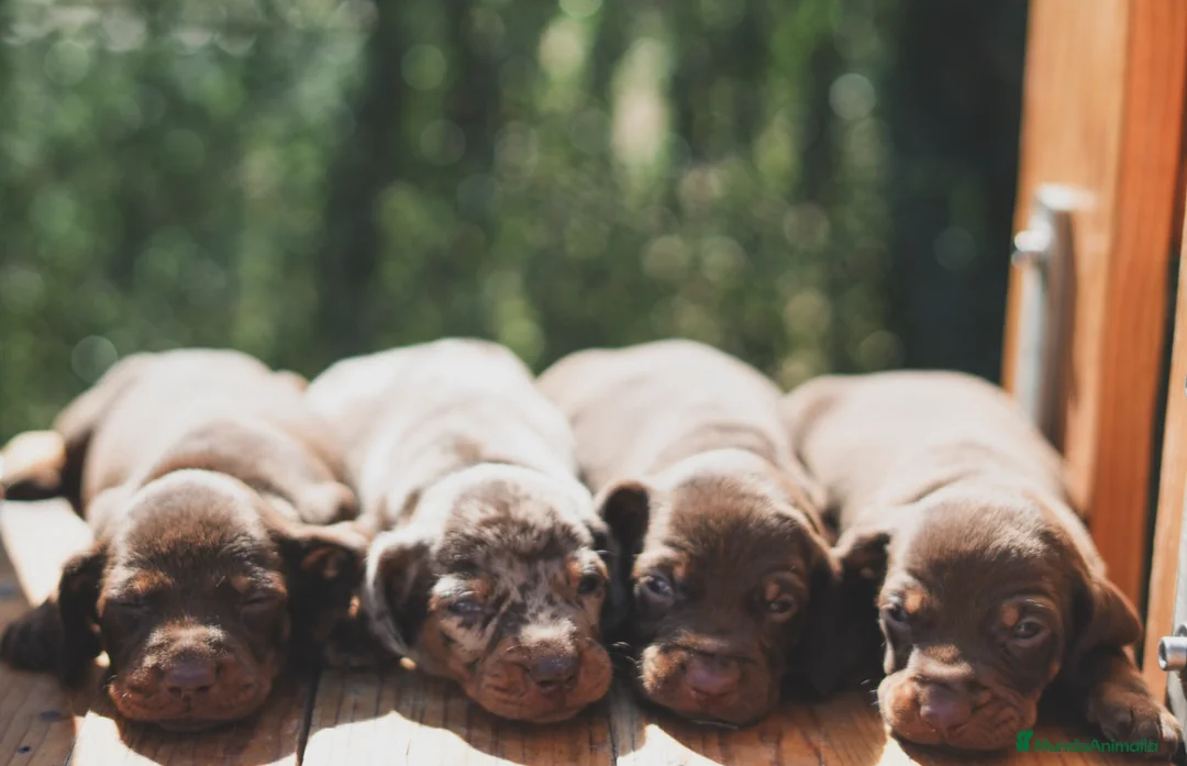 Teckel Miniatura perros en venta: CACHORROS ARLEQUIN CHOCOLATE  - Anuncio 2