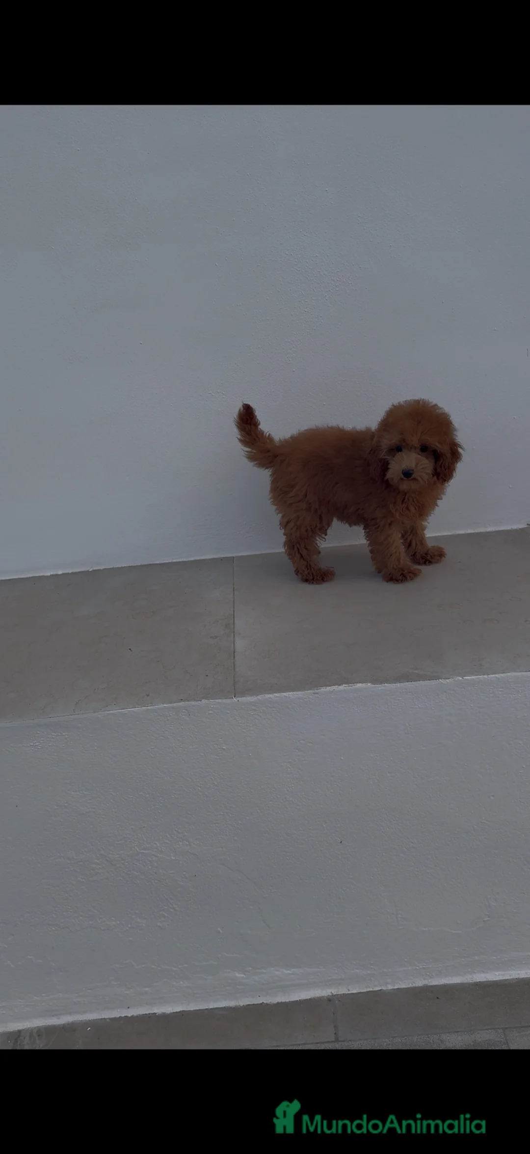 Caniche Toy perros en venta: Hembra caniche roja  - Anuncio 2